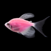 Picture of GLOFISH(R)TETRA-LONGFIN MOONRISE PINK(R)