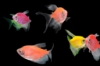 Picture of GLOFISH(R)TETRA-LONGFIN MOONRISE PINK(R)