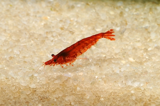 Picture of RED FIRE SHRMP-W.W       
