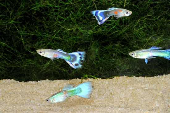 Picture of GUPPY-BLUE COBRA MALE   