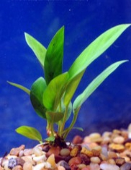 Picture of PLANT-ANUBIAS CONGENSIS MD     