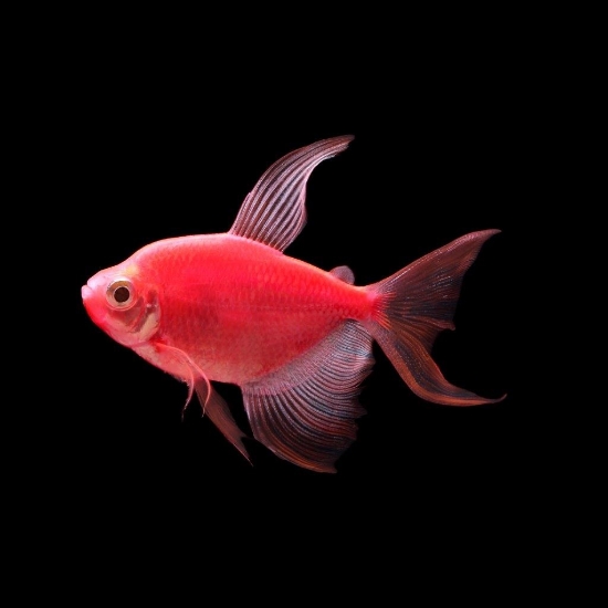 Picture of GLOFISH(R)TETRA-LONGFIN STARFIRE RED(R) 