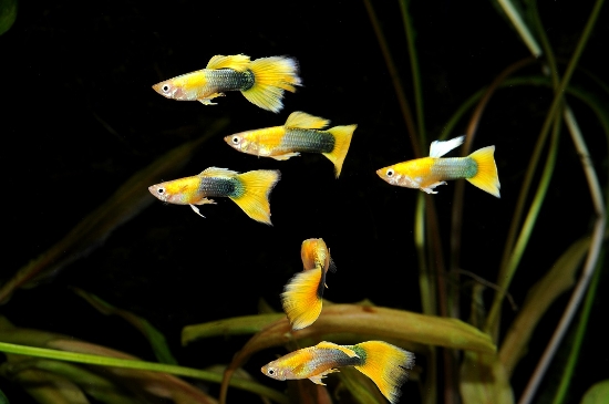 Picture of GUPPY-YELLOW TUXEDO MALE 