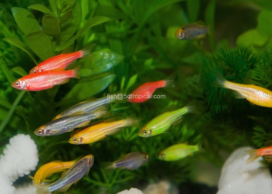 Picture of GLOFISH? DANIO - ASSORTMENT