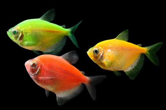 Picture of GLOFISH? TETRA - ASSORTMENT