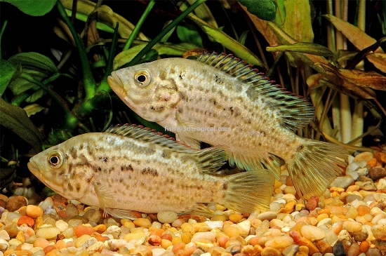 Picture of CICHLID-CUBAN CICHLID 2"         