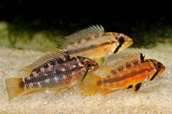Picture of SUNSET APISTO-WW         