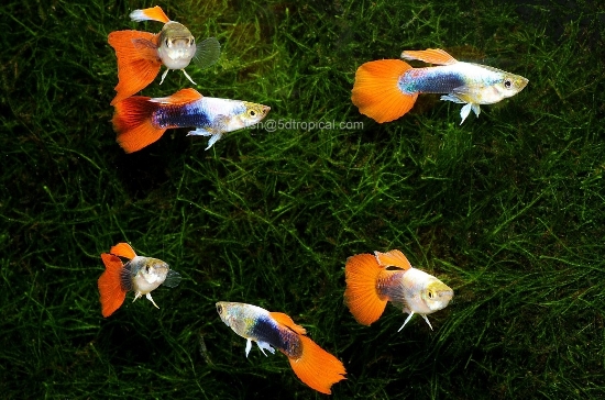 Picture of SILVER RED TUX GUPP MALE 