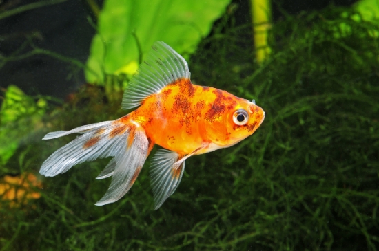 Picture of GOLDFISH-ASSORTED FANTAIL 3-4"