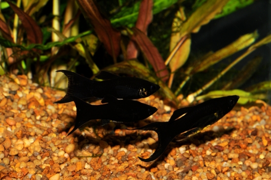 Picture of MOLLY-BLACK LYRETAIL SPHENOP-FW 