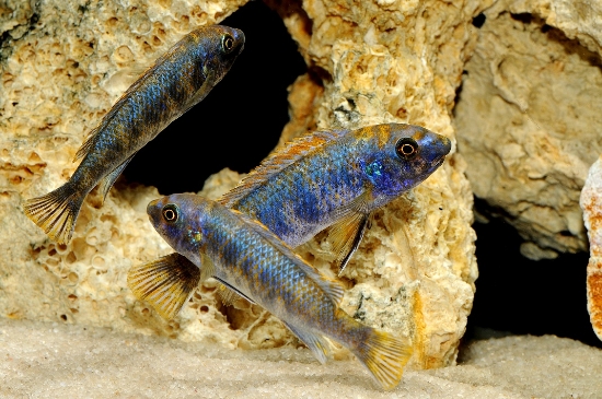 Picture of AFRICAN MBUNA-L.TREWAVASAE MD          
