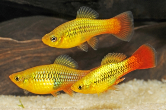 Picture of RAINBOW VARIATUS         