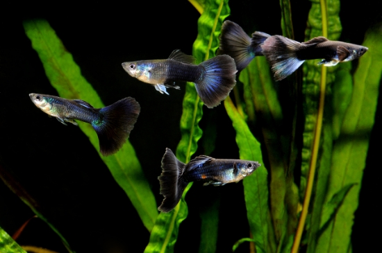 Picture of GUPPY-MIDNIGHT MALE      