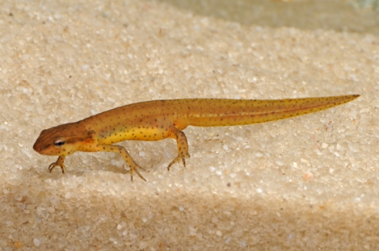 Picture of EAST SPT NEWT PEN(NO MCO)