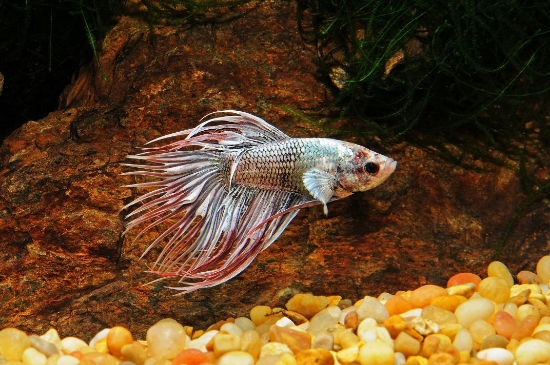 Picture of BETTA-FLAG CROWN BETTA MALE    