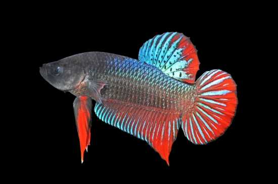 Picture of BETTAS-GIANT SHORT TAIL PLAKET MALE    