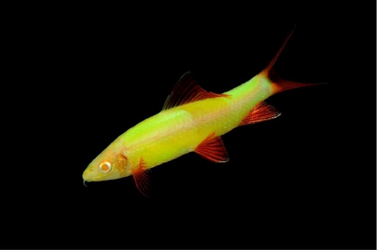 Picture of GLOFISH(R)SHARK-ELECTRIC GREEN(R) 