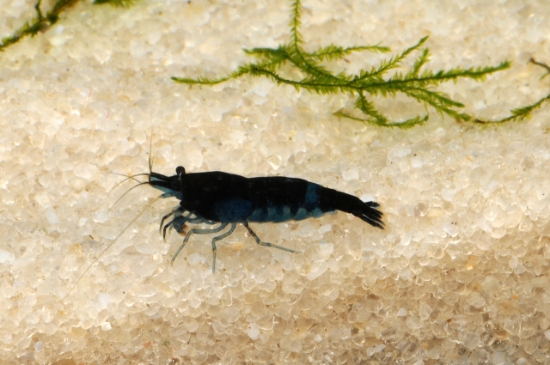 Picture of SHRIMP-BLUE DIAMOND 