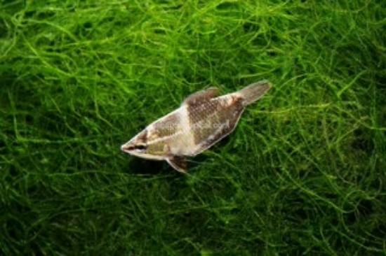 Picture of GOURAMI-VALILLANTI (SAMURAI)