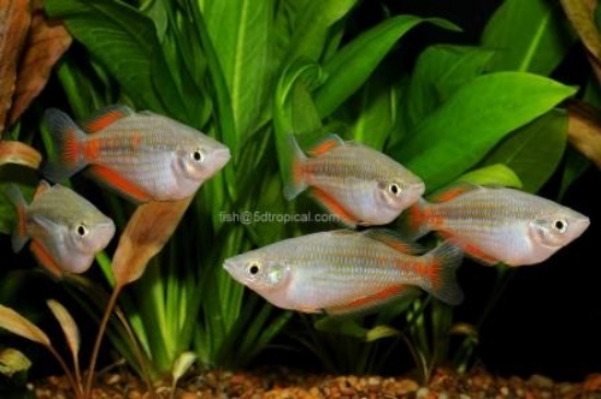 Picture of RAINBOWFISH-PARKINSONI MD    