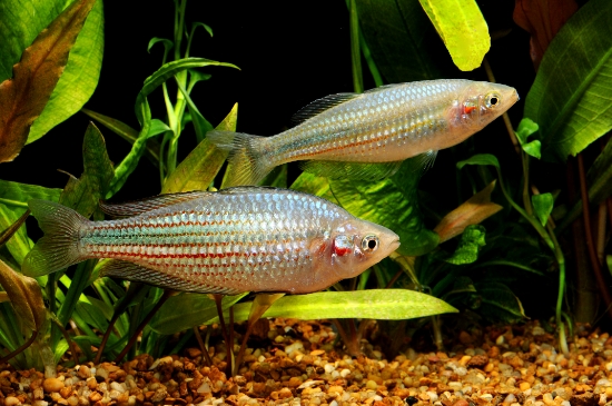 Picture of RAINBOWFISH-CRIMSON SPOTTED LG 