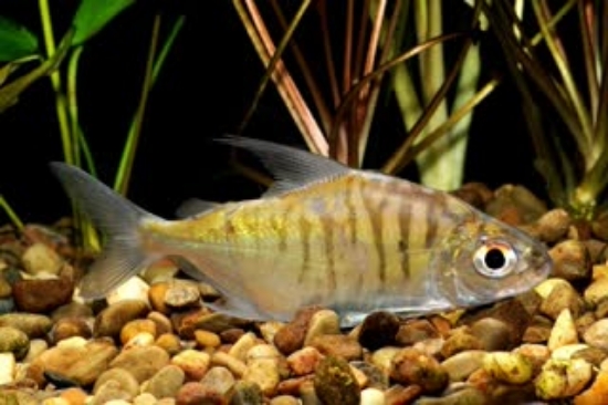 Picture of MISC-TETRA TIGER PACU               