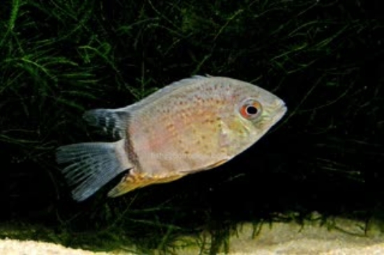 Picture of SOUTH CENTRAL CICHLID-SEVERUM RED SPOT TURQUOISE SELECT     