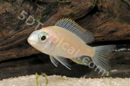 Picture of ALB TAIWAN REEF REG      