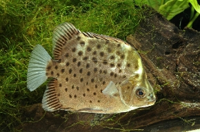 Picture for category Brackish