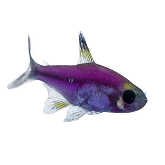 Picture of GLOFISH(R)TETRA-GALACTIC PURPLE(R) PRISTELLA