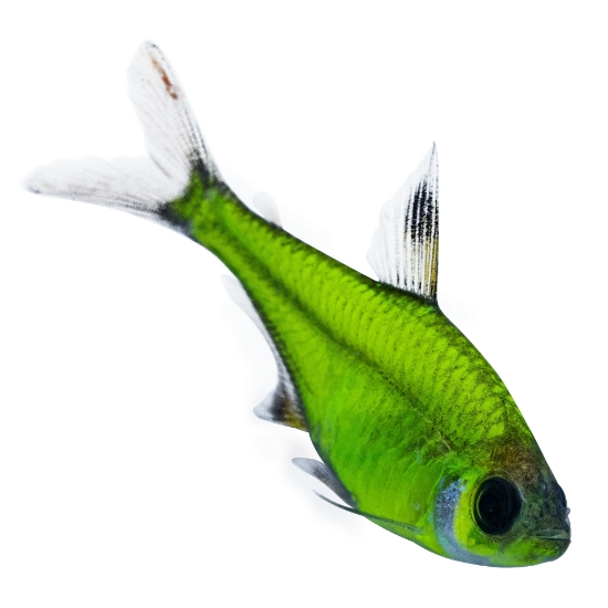 Picture of GLOFISH(R)-TETRA-ELECTRIC GREEN(R) PRISTELLA     