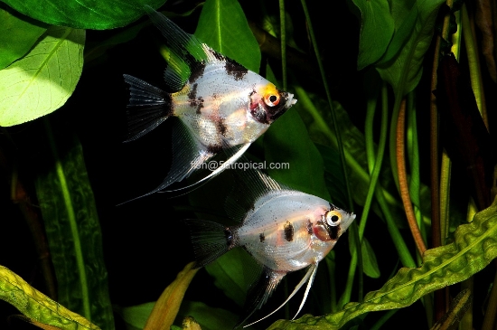 Picture of ANGELFISH-PANDA SELECT     