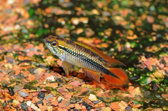 Picture of CICHLID-DOUBLE RED AGASSIZII MIX SEX 