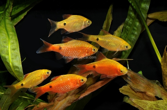 Picture of BARB-GOLD NEON ROSEY (IMPORT)   