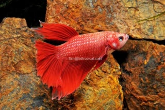 Picture of BETTA-BUTTERFLY HALFMOON MALE  