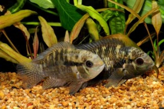 Picture of CICHLID-ACARA DIMERUS(PORT) MED         