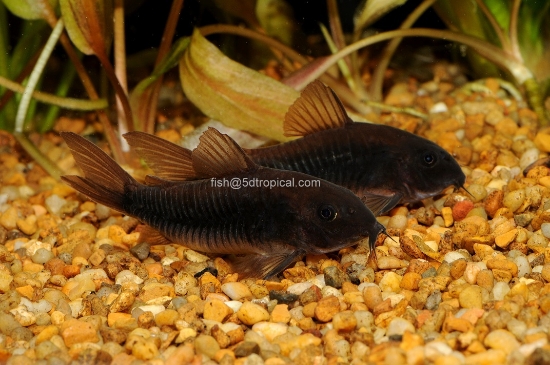 Picture of CORYDORAS-BLACK VENEZULEAN (FL)   