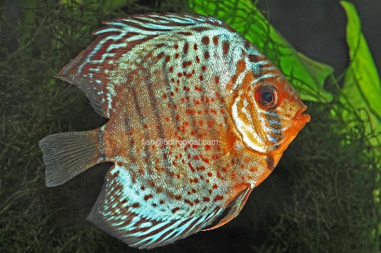 Picture of DISCUS-RED TURQUOISE 2-2.5" SINGAPORE