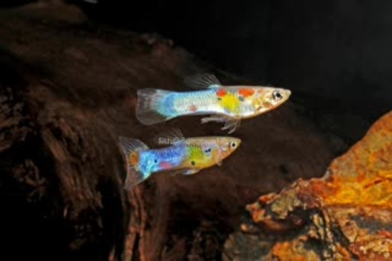 Picture of GUPPY-JAPANESE BLUE SWORDTAIL ENDLER MALE  