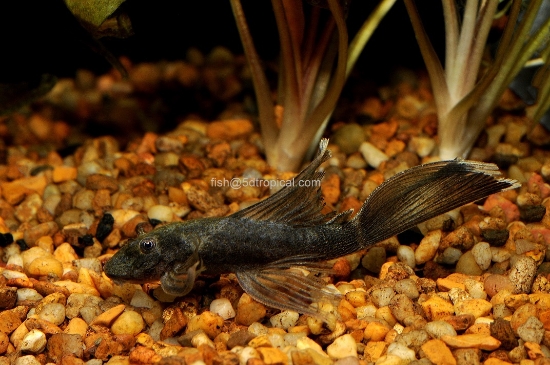 Picture of PLECO-BUSHYNOSE GREEN DRAGON LF