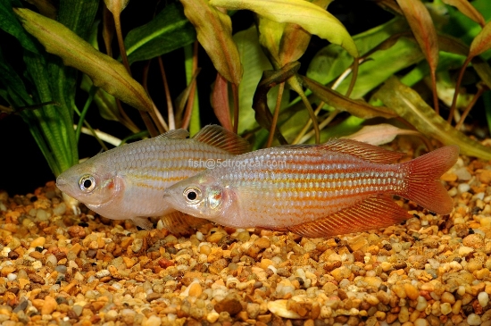 Picture of RAINBOWFISH-DEEPWATER CREEK MED  