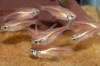 Picture of TETRA-NEON GOLD(FL)-    