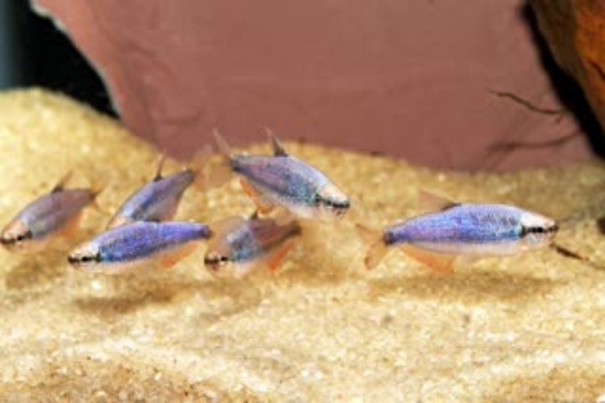 Picture of TETRA-BLUE KERRI (IMPORT)      