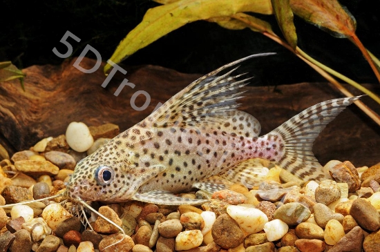 Picture of SYNODONTIS EUPTERUS 5" (FL)    