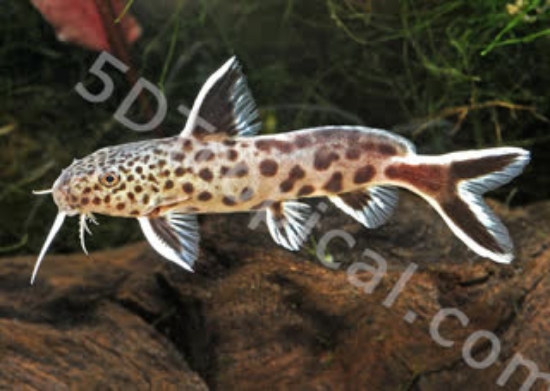 Picture of SYNODONTIS PETRICOLA (IMPORT)           