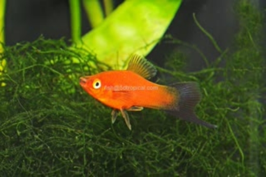 Picture of SWORD-VELVET WAG (IMPORT)  