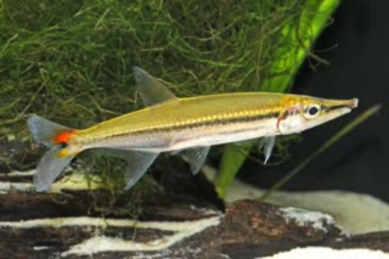 Picture of SOUTH AMERICAN FISH-REDTIAL BARRACUDA(NO CREDIT)(NO TX,CA)