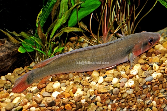 Picture of SOUTH AMERICAN FISH-CICHLID RED PIKE T.R. 4"                