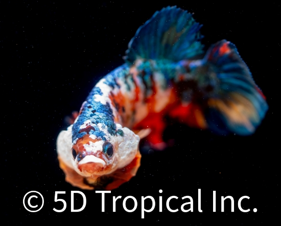 Picture of KOI PLAKAT BETTA MALE    