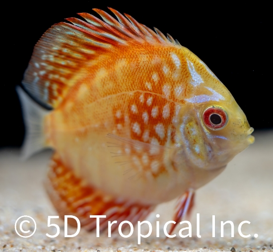 Picture of DISCUS-PIGEON BLOOD 2-2.5 SINGAPORE